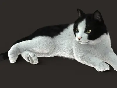 Cat (2) (B&amp;W) (RIG) (FUR) 3D model
