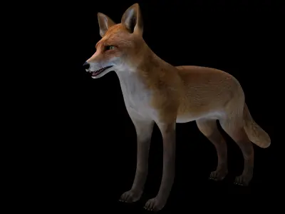 Fox red 3D model Low-poly 3D model