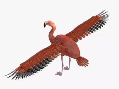 Flamingo bird rigged 3d model Low-poly 3D model