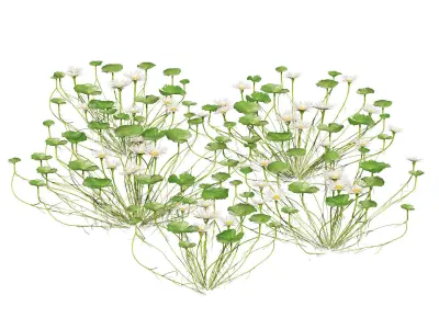 Water lily flower Low-poly 3D model