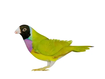 Gouldian Rainbow Finch Bird Low-poly 3D model