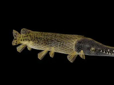 ALLIGATOR GAR 3D model