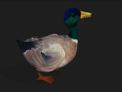 Duck A2 3D model