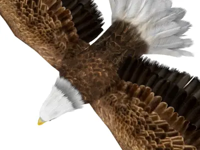 Bald Eagle 3D model purchase