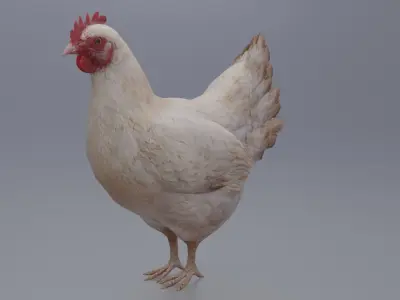 Hen with three different Textures Low-poly 3D model