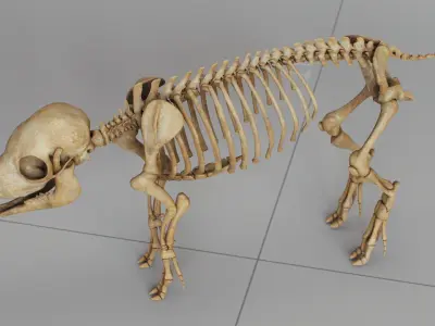 Piglet Skeleton 3D model