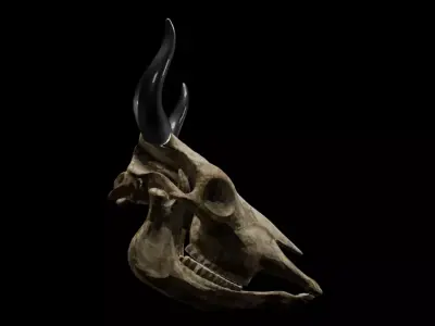 Realistic Cow Skull 3D Model Fully Textured UV Mapped Free 3D model