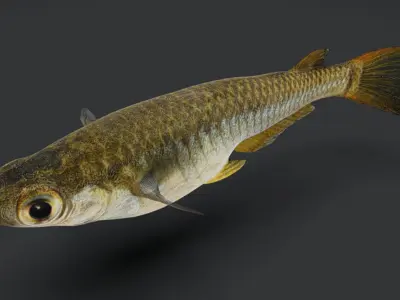 Rice Fish Animated 3D model