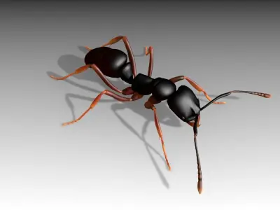 Asian needle ant Low-poly 3D model
