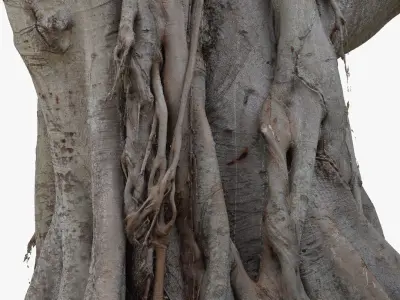 Giant Old Ficus Tree 5x24k textures RAW 3D scan 3D model