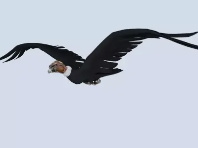 Animated Rigged Condor Low-poly 3D model