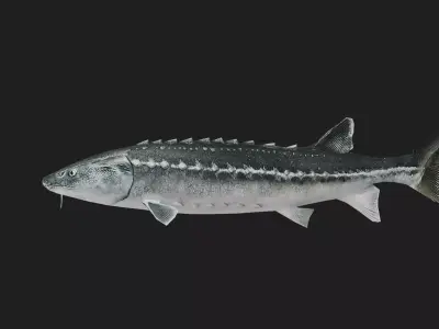 Sturgeon Low-poly 3D model