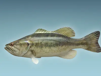 Mangrove Jack Fish 3D model
