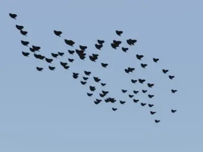 Geometry node flock of birds in blender Low-poly 3D model