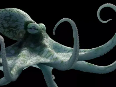 Octopus Caribbean Reef 3D model