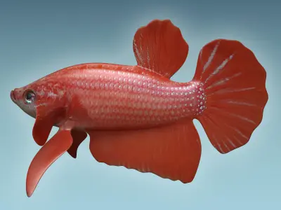 Betta Fish 6 3D model