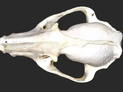  3D Scan of Fox Cranium  3D model