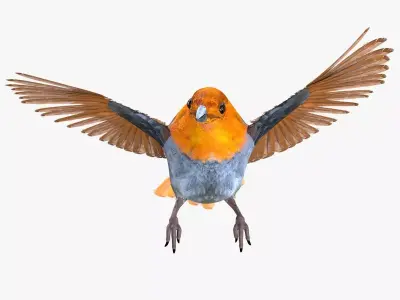 Finch bird rigged 3d model Low-poly 3D model