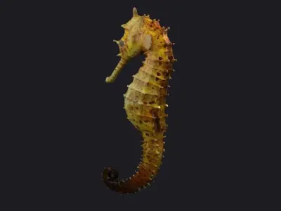 Seahorse stickleback  Water Horse Sea Dragon  Marine  3D model