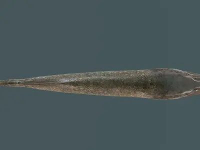 Pike Fish Low-poly 3D model