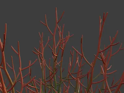 XfrogPlants Sticks on Fire - Euphoriba Tirucalli 3D model