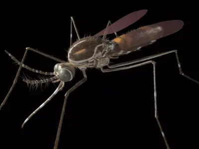 Mosquito insect Low-poly 3D model