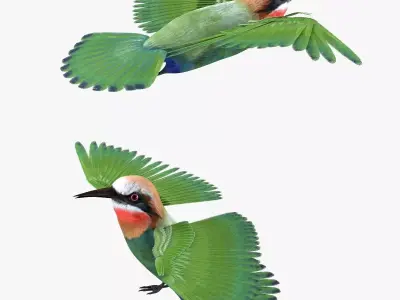 Bee Eater bird rigged 3d model Low-poly 3D model