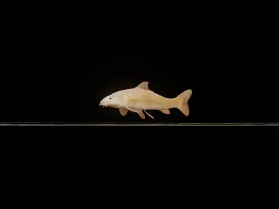 Common Barbel Fish Low-poly 3D model