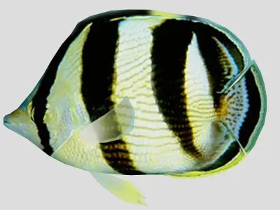 Banded Butterfly Fish Low-poly 3D model