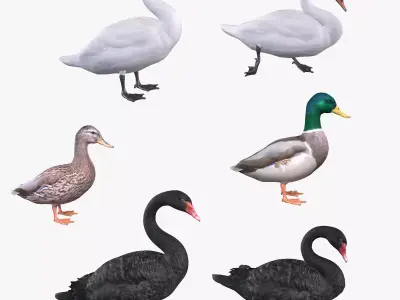 Waterfowl Collection two swans 3D model