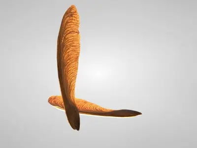 3D Maple Seed Low-poly 3D model