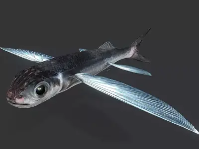 Realistic Flying Fish Animated 3D model