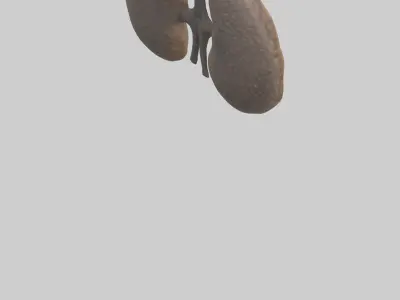 Hyena Kidneys Low-poly 3D model