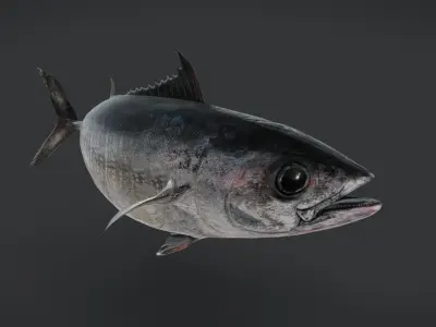 Pacific Bluefin Tuna Animated 3D model