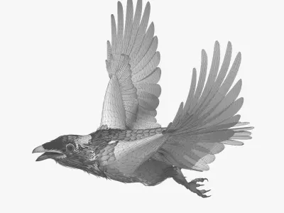 CROW - CORVUS - rigged - animated - Standard - PBR - VRAY  Low-poly 3D model