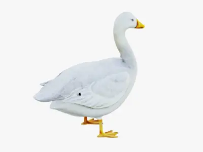 Goose Free 3D model