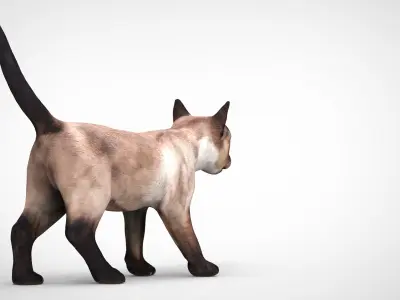 REALISTIC CAT siamese Low-poly 3D model