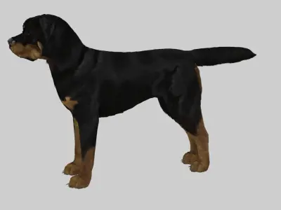 rottweiler Free 3D model