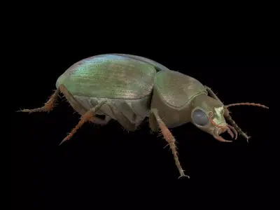 Ground Beetle Insect Low-poly 3D model