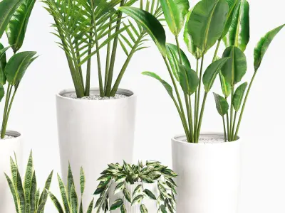 Indoor Plants set 05 3D model