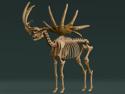 Realistic Mammals Fossil - Megaloceros Low-poly 3D model