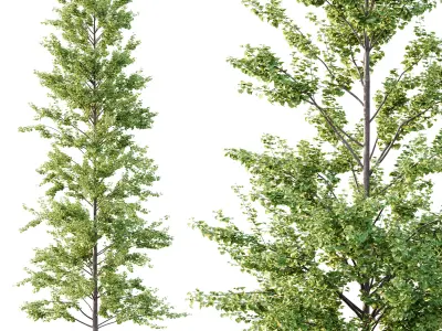 Maidenhair Ginkgo Biloba Tree 10 3D model