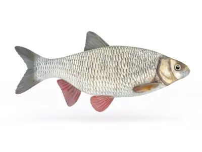 Ide Fish 3D model