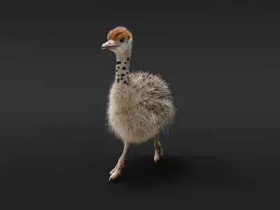 Young Ostrich Animated 3D model