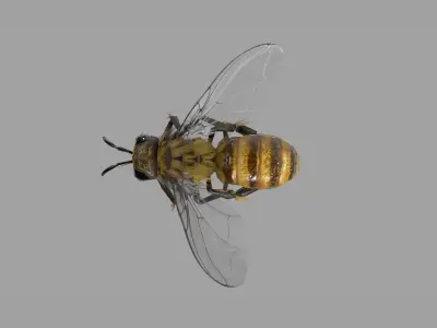 Bee lowpoly Low-poly 3D model