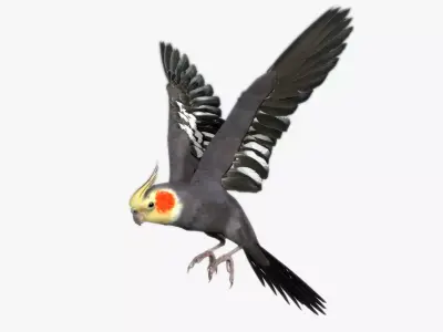 Cockatiel bird Low-poly 3D model