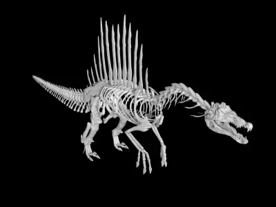 Spinosaurus skeleton Low-poly 3D model