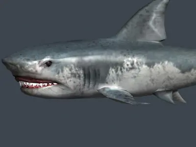 3DRT - Shark Jaws Pack Low-poly 3D model