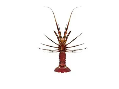 Lobster Low Ploy 3D model