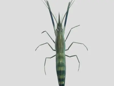 Macrobrachium Rosenbergii Realistic Animated Low-poly 3D model
